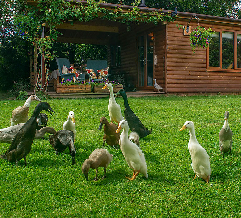 Colby cabin beautiful wooden rural building with ducks in the foreground